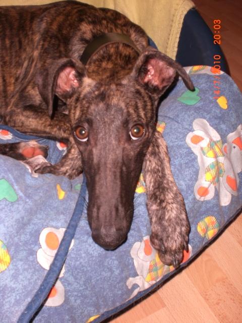 Galgo NEO aus San Anton sucht ... - Seite 2 4772388