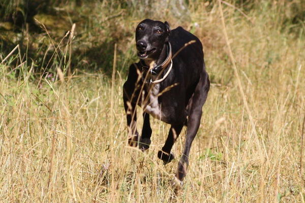 Galgo Hipi (jetzt LOUIS) aus San Anton sucht ... - Seite 2 4819759