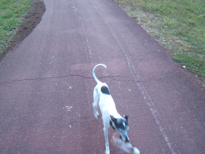 Whippet PIPPO aus Luxemburg sucht ... 4842015