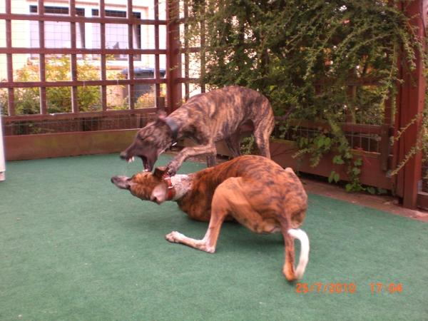 Galgo NEO aus San Anton sucht ... - Seite 2 4876780