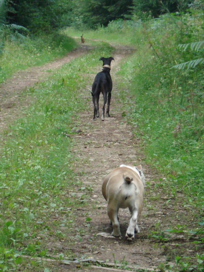 Galgo Hipi (jetzt LOUIS) aus San Anton sucht ... - Seite 3 4877144