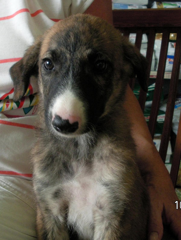 Galgo-Mix-Welpe Spike (jetzt DAKOTA) aus Murcia sucht ... 4965059