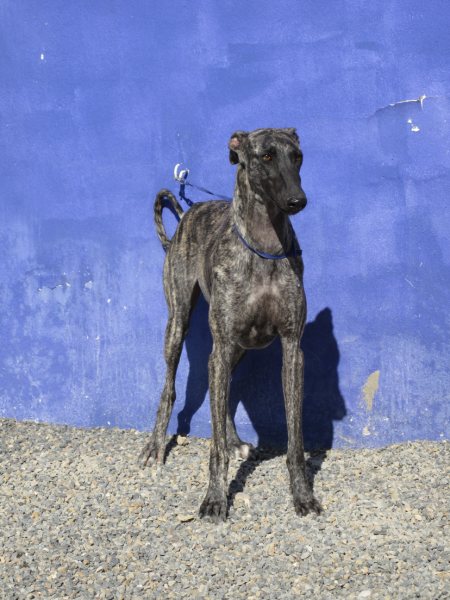 Galga Astra aus San Anton sucht ... 5161382