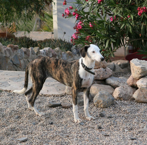 Galgo-Mix APACHEE aus Aguilas sucht ... 5377330