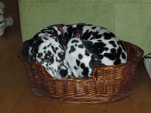 Post von * Dalmata, jetzt Jule * 5451067