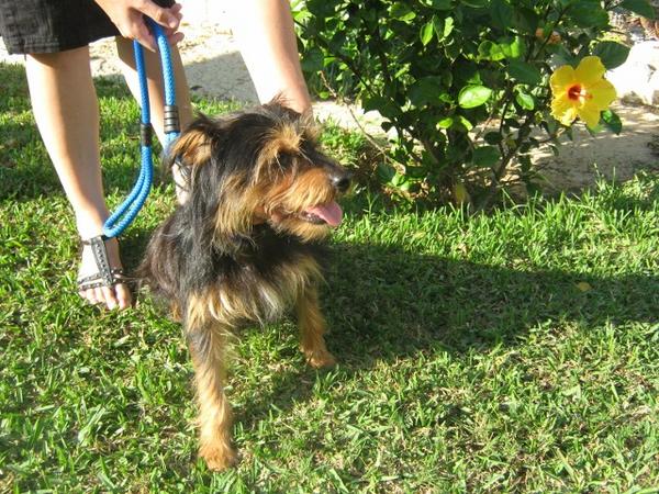 Yorkie-Mix HAPPY aus Conil sucht ... 5554325