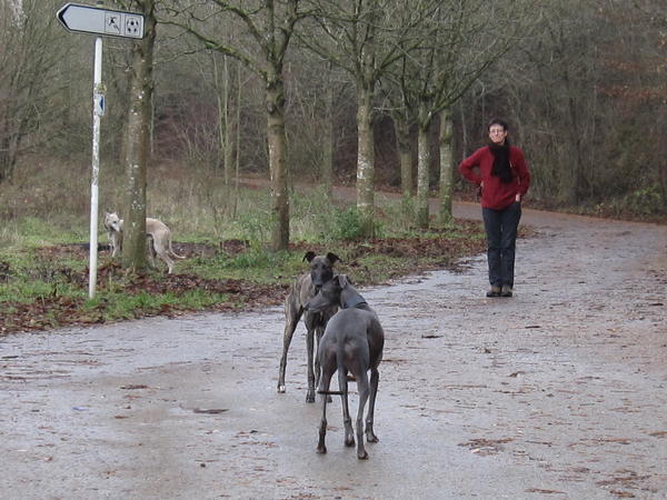 Galgo NEO aus San Anton sucht ... - Seite 3 5681979