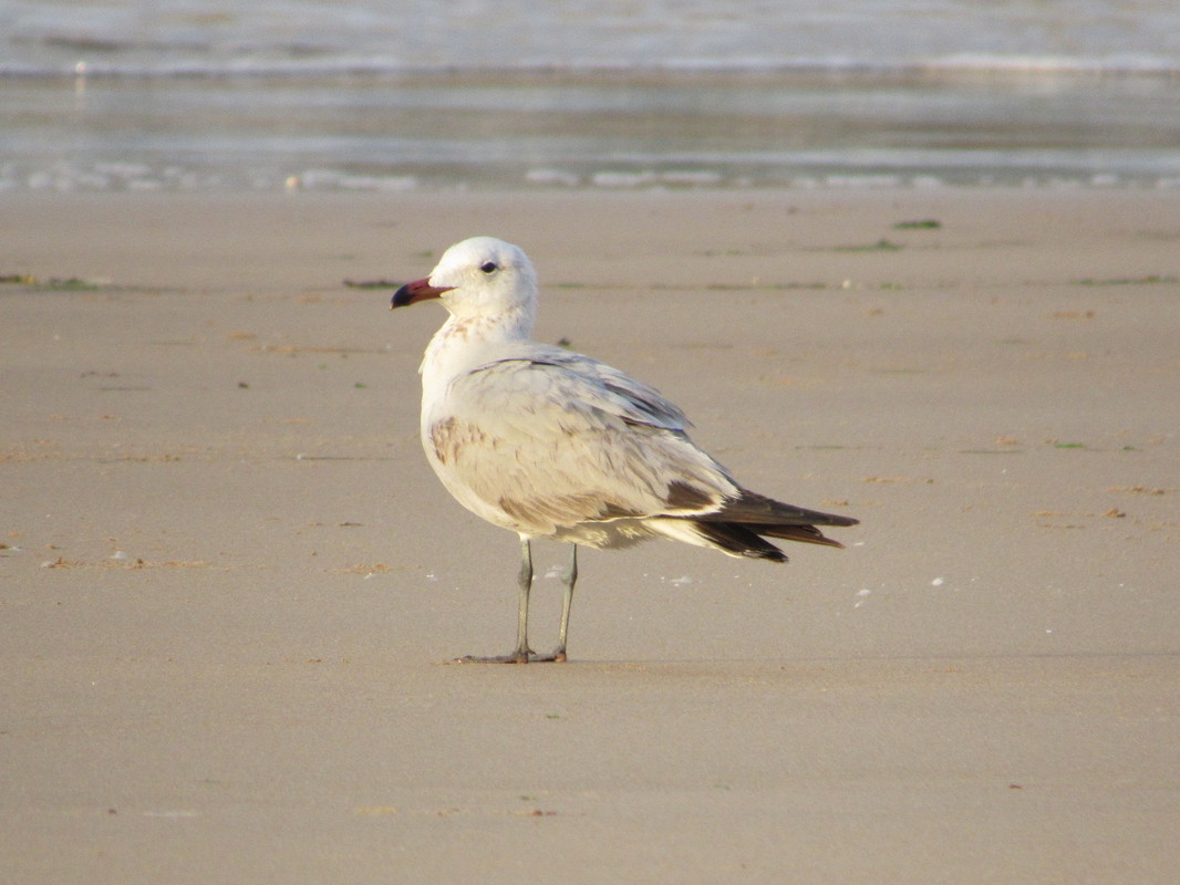 Gaivota-de-Audouin (Larus audouinii) – versão I IMG_9825