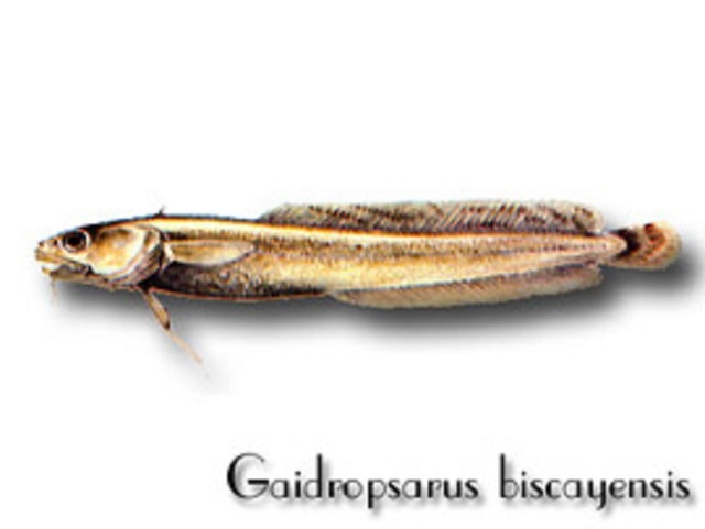 СРЕДИЗЕМНОМОРСКИ РИБИ! - Page 5 Gaidropsarus_biscayensis