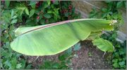 Musa sikkimensis WP_20140604_014