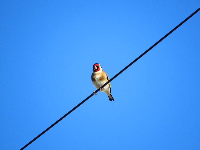 Pintassilgo (Carduelis carduelis) IMG_7160