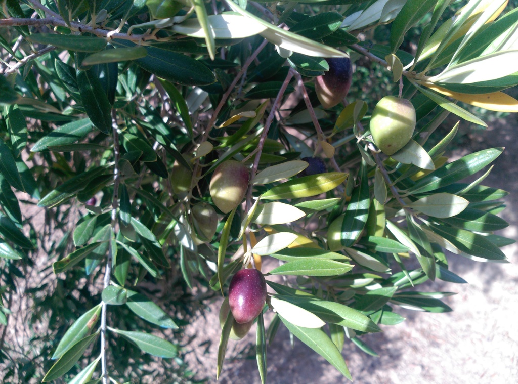 CQ análisis foliar 2015 (Lleida) IMG_20151010_183713