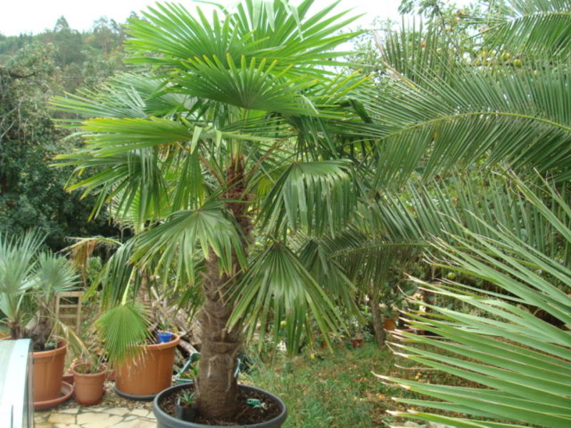 Trachycarpus fortunei  - Stránka 24 DSC05207