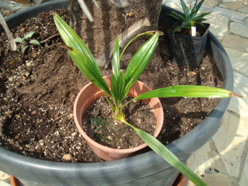 Trachycarpus Nainital DSC06153