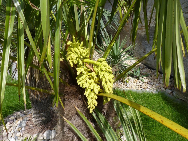 Trachycarpus fortunei  - Stránka 19 23_5_2014_1