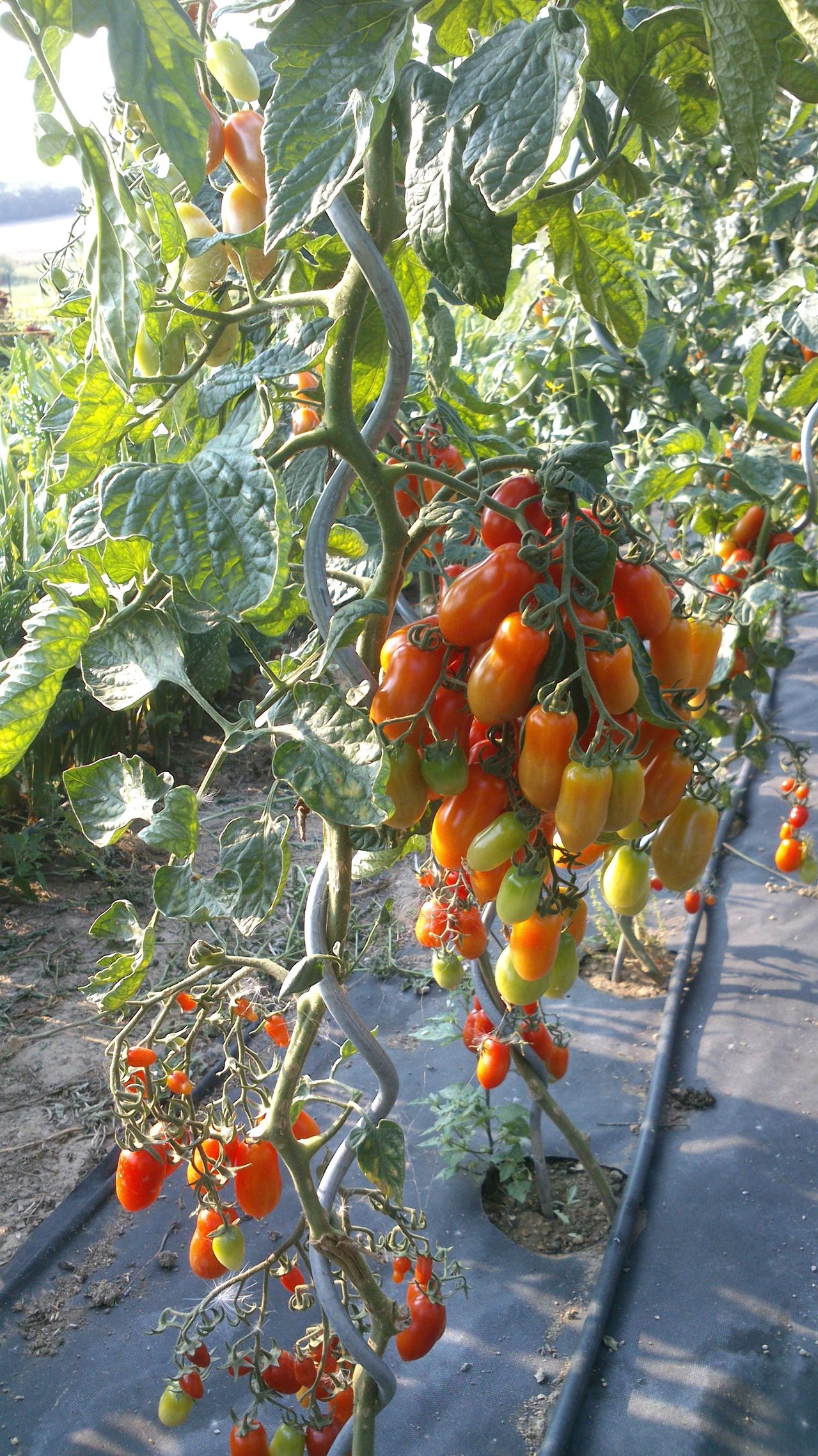 Lycopersicon (Solanum) lycopersicum - lilek rajče - Stránka 2 DSC_0185