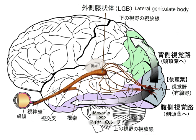 ２　目から脳へ（視覚経路） Ventral_dorsal