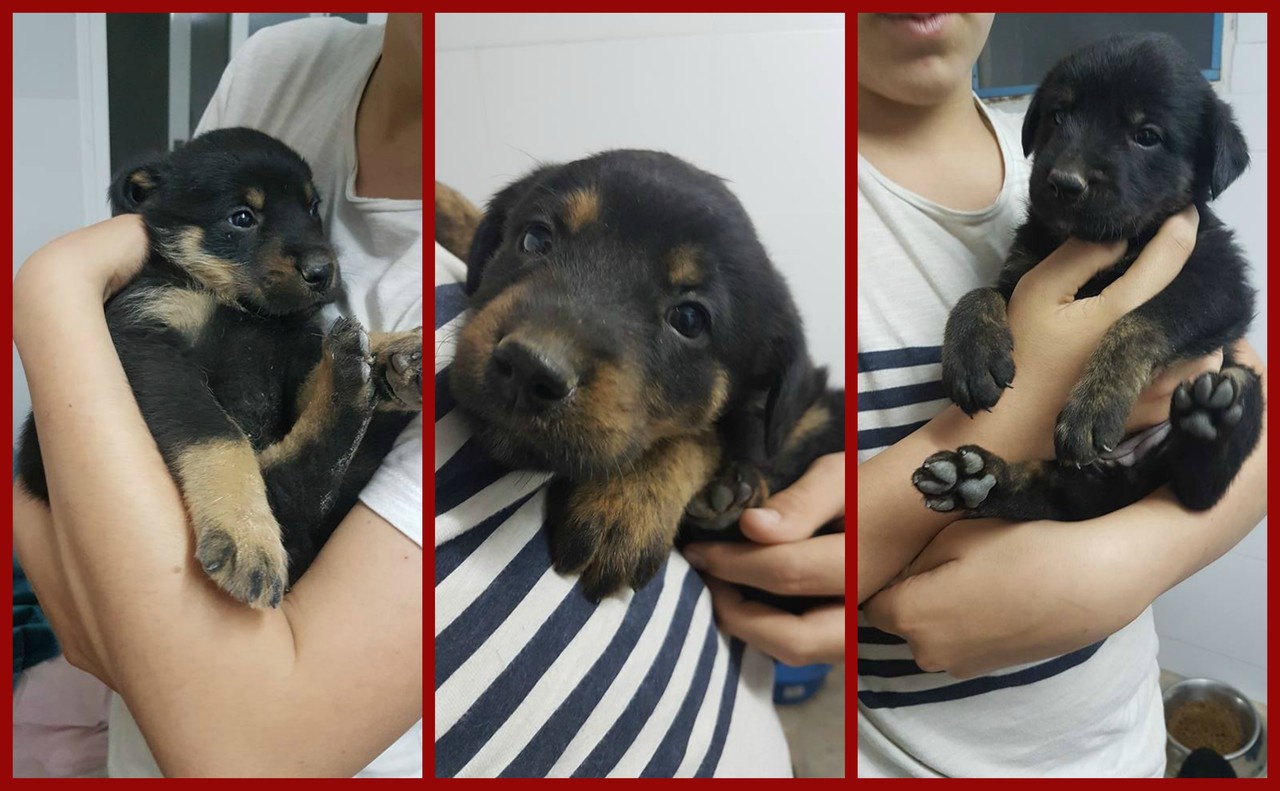 ADOPCION VALENCIA cachorros mix de rotwailer Collage1