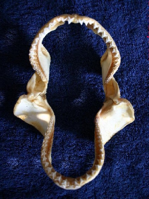 Средиземноморски акули - Page 2 Alopias_vulpinus_jaw