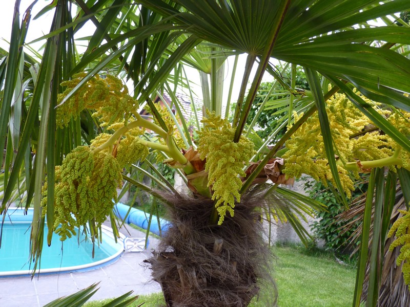 Trachycarpus fortunei  - Stránka 19 24_52015_3