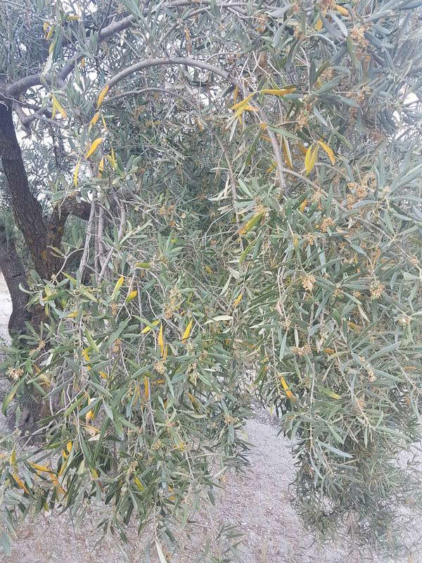 Qué deficiencia tienen estos olivos? (Granada) 20170614