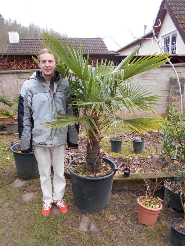 Trachycarpus fortunei  - Stránka 9 DSCN0051