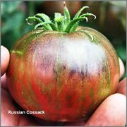 Vícebarevná rajčata Russian_cossack_2