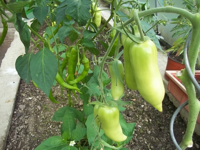 Lycopersicon (Solanum) lycopersicum - lilek rajče 005