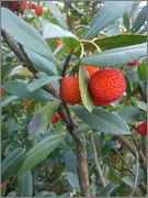 Arbutus unedo - planika obecná DSC00151