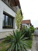 Mrazuodolné juky - rod Yucca - Stránka 9 P1080287