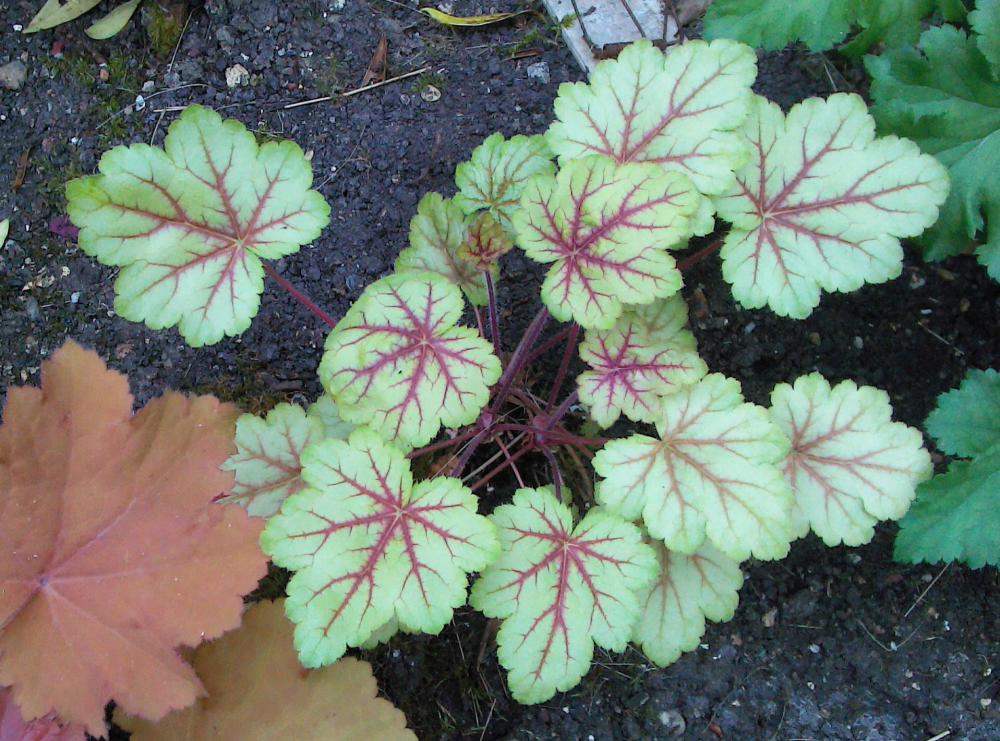 Quelques plantouilles aujourd'hui... Image