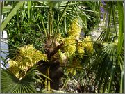 Trachycarpus fortunei  - Stránka 34 22_5_2016_11