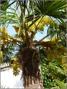 Trachycarpus fortunei  - Stránka 34 22_5_2016_12