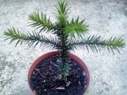 Araucaria araucana 2016_07_30_18_12_13