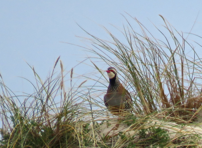 Perdiz na praia 20160424_Perdiz_0719