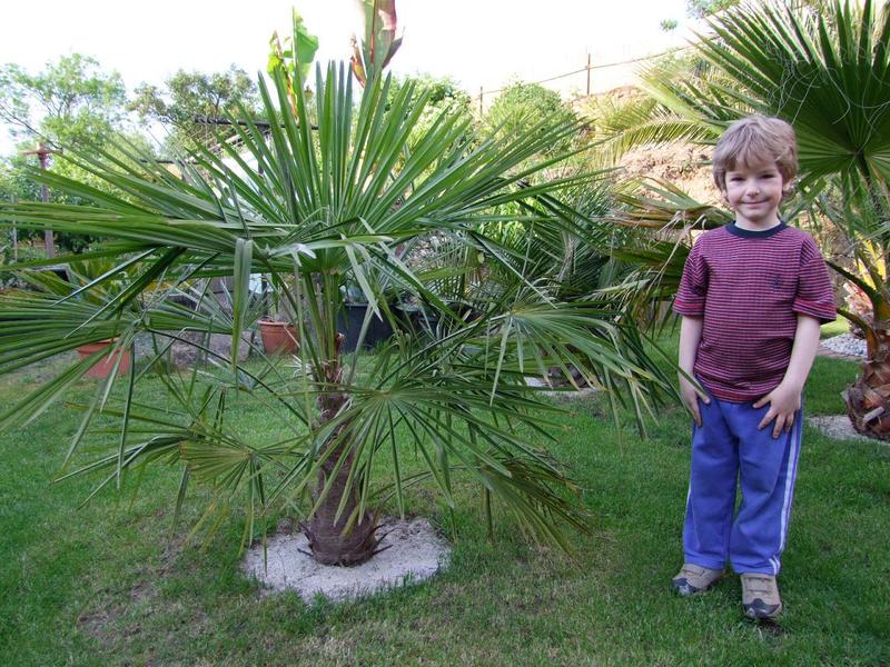 Trachycarpus fortunei  - Stránka 35 DSCF0709