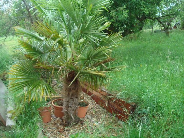 Trachycarpus fortunei  - Stránka 34 DSC09892