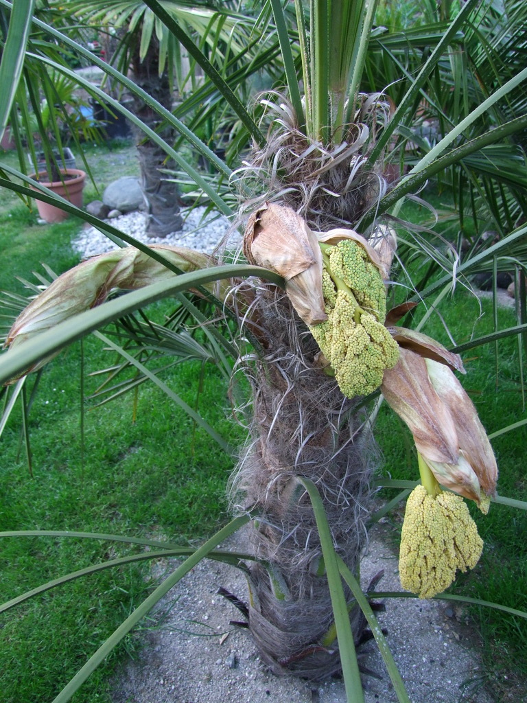 Trachycarpus fortunei  - Stránka 34 DSCF9630