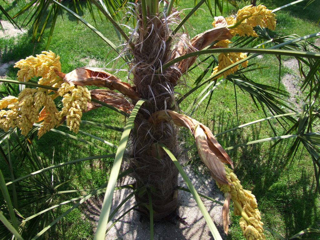 Trachycarpus fortunei  - Stránka 34 DSCF9750