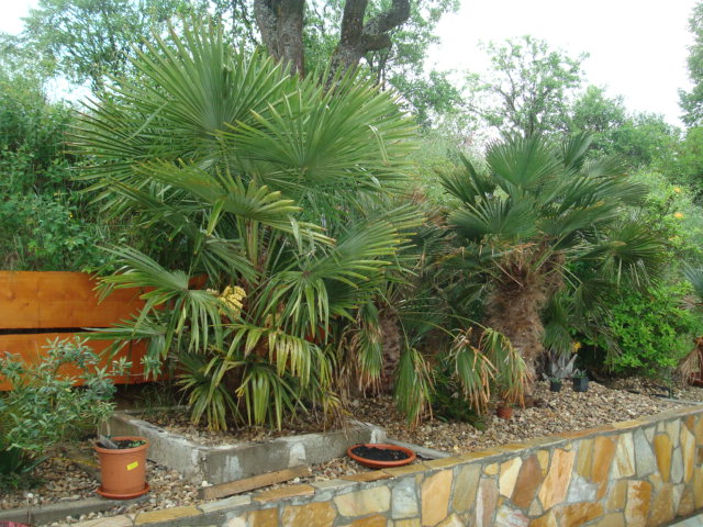 Trachycarpus fortunei  - Stránka 34 DSC09863