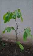 Asimina triloba - muďoul trojlaločný - Stránka 3 20160602_185143