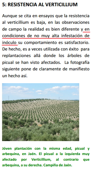 Verticilium en variedad arbequina Arbequina