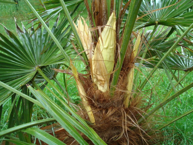 Trachycarpus fortunei  - Stránka 34 DSC09902