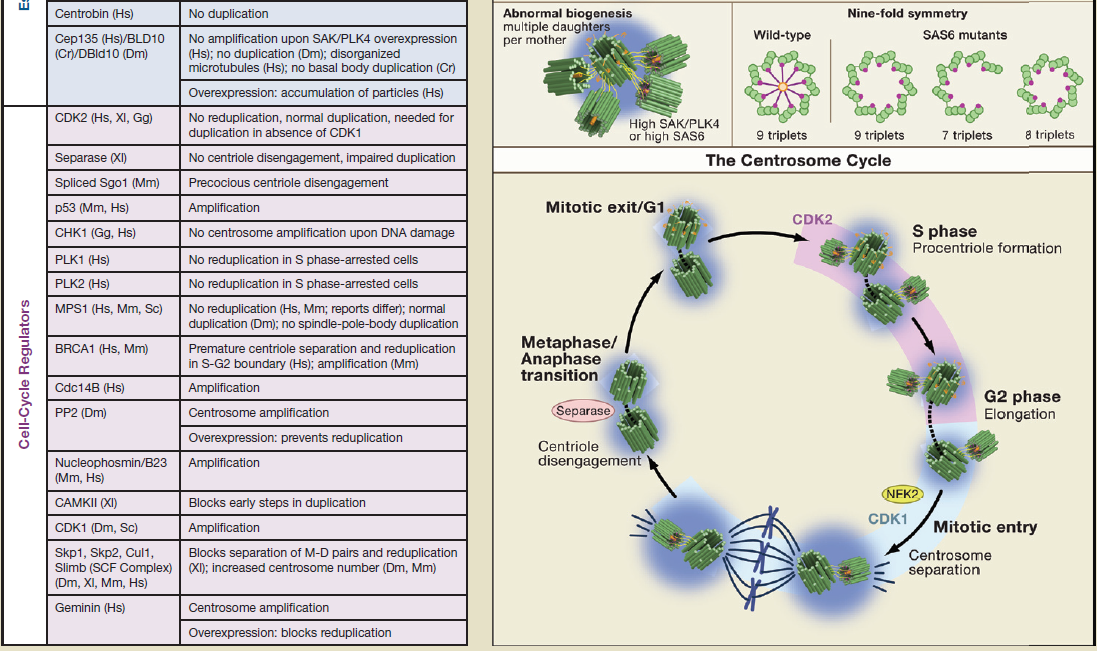 Centriole biogenesis, and the duplication cycle, amazing evidence of design Centriole_biogenesis_34