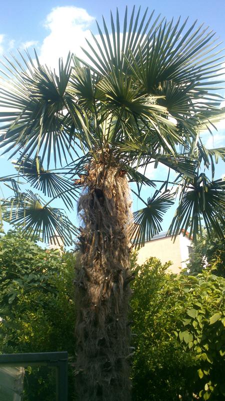 Trachycarpus fortunei, část 2 - Stránka 12 DSC_1980