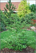 Cornus kousa DSC_0030