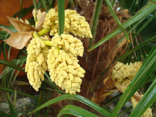 Trachycarpus fortunei  - Stránka 34 DSC09848