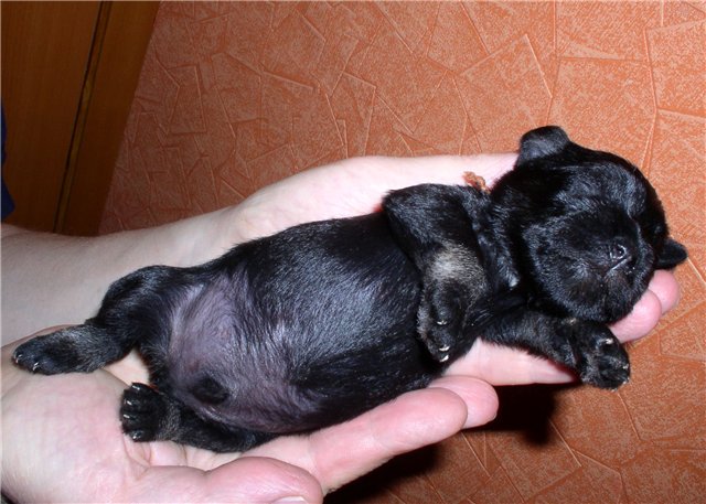 Miniature Schnauzer black/silver F9ccd7dfd7ee