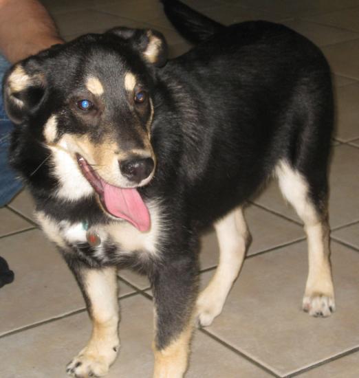 Diego - croisé berger allemand/border collie - 5 mois (31) CHIOTS-BA-011