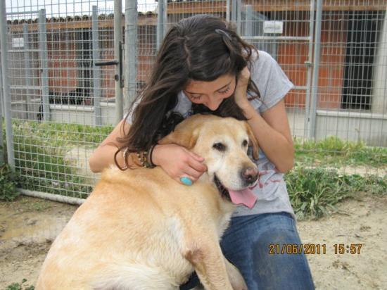 NAPOLEON -  labrador 9 ans - Spa de Carcassonne (11) G98-NAPOLEON2